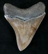 Serrated, Coffee Colored Megalodon Tooth #21722-1
